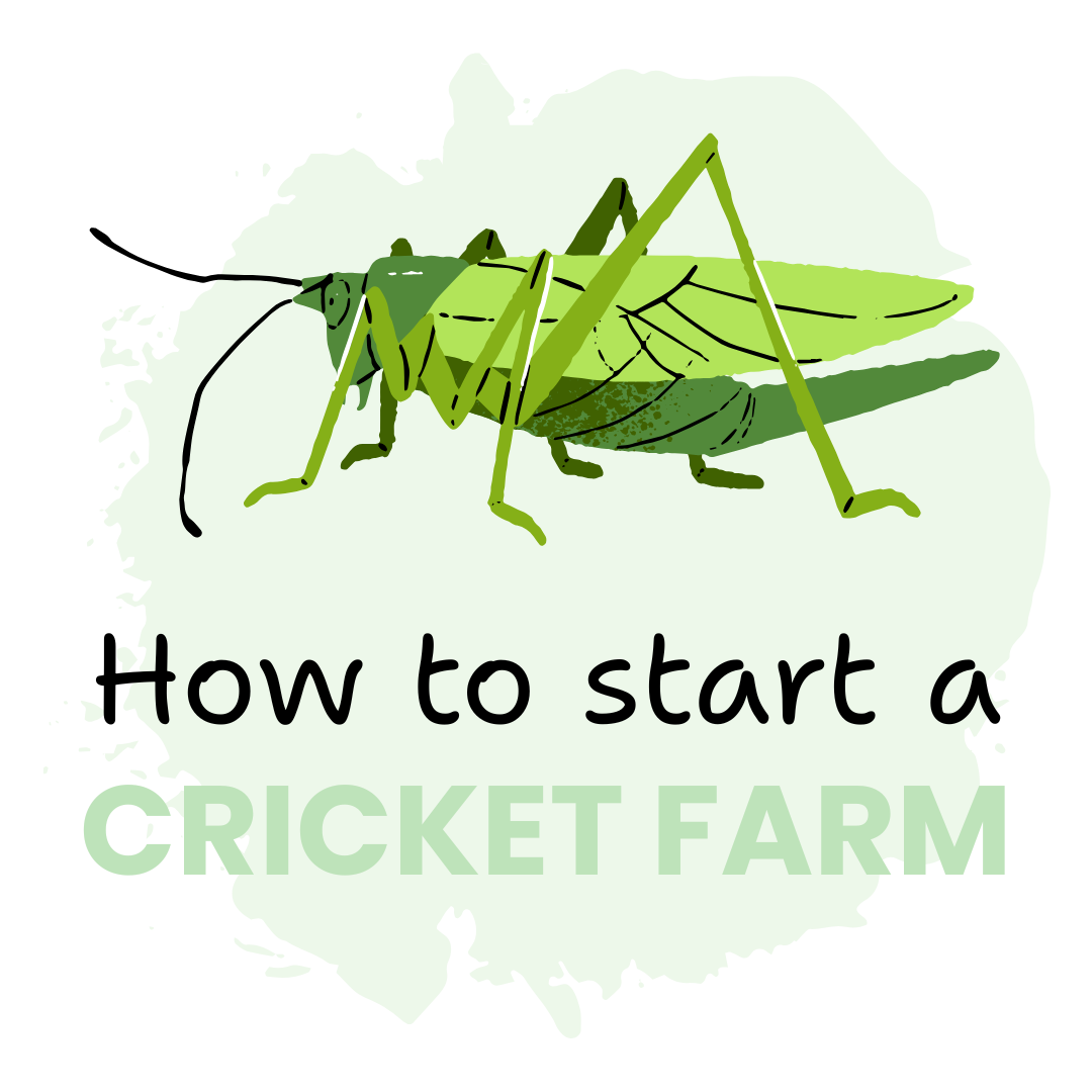How to start a cricket farm
